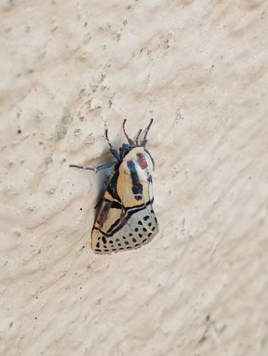 Hieroglyphic Moth