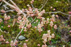 Sedum smallii