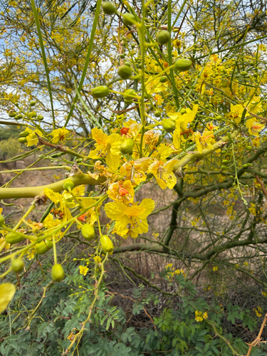 Mexican palo verde