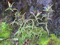 Castilleja miniata dixonii