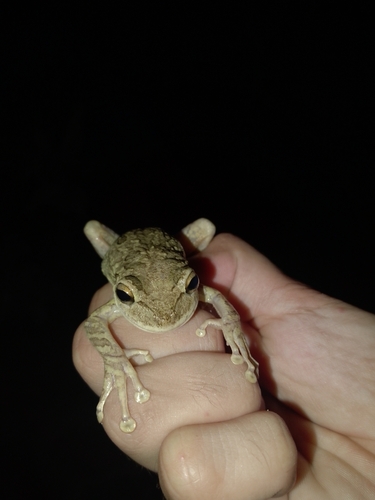 Cuban Tree Frog
