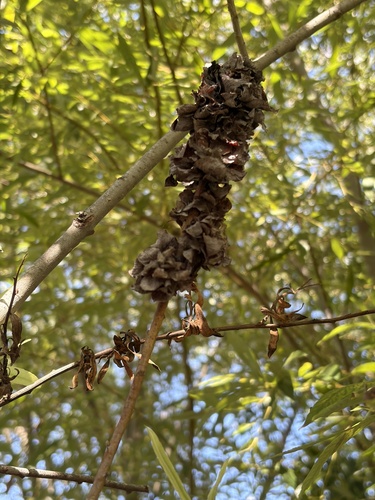 iNaturalist observation photo of Willow Gall Midges