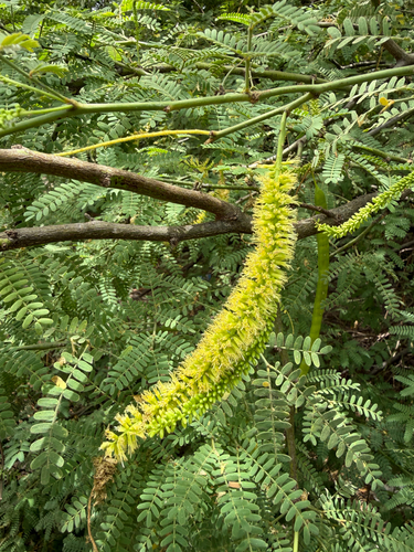 mesquite