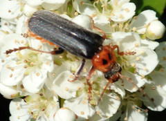 Cantharis annularis