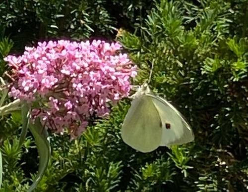 Large White