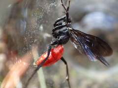 Priocnemis oregona