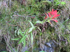 Castilleja miniata dixonii