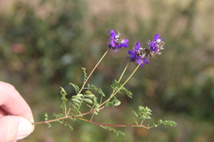 Dalea onobrychis