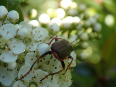 Cantharis annularis