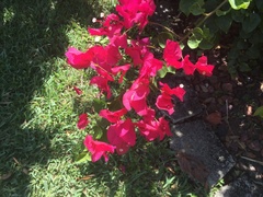 Bougainvillea
