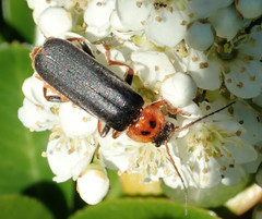 Cantharis annularis