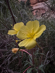 Oenothera longissima, photograph (c) Kenzie Anderson-Bell, some rights reserved (CC BY)