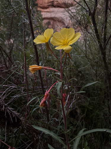 Oenothera longissima, photograph 6