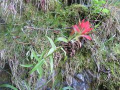 Castilleja miniata dixonii