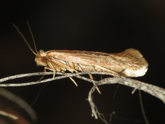 Ypsolopha sp-sw