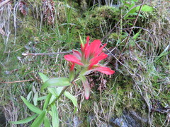 Castilleja miniata dixonii