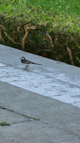 White Wagtail