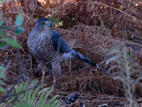 Cooper's Hawk photographed in North Dakota
