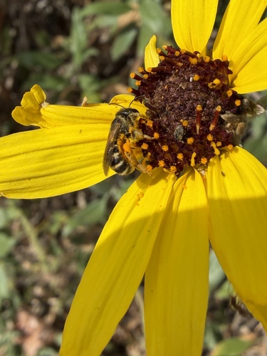 iNaturalist observation photo of Furrow Bees