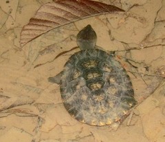 Mesoclemmys raniceps