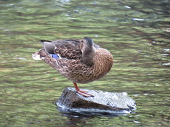 Anas platyrhynchos
