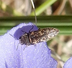Acmaeodera neglecta