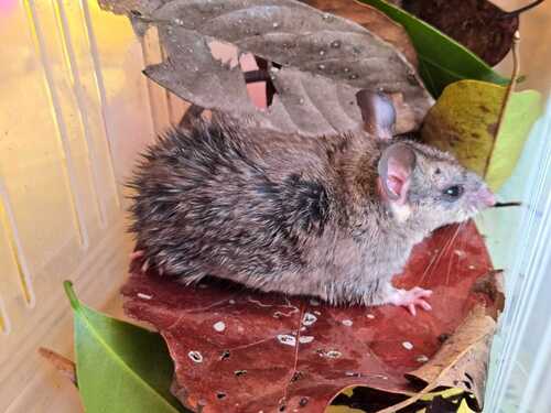 Big-eared Climbing Rat