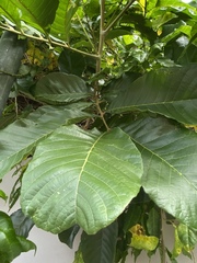 Cupania triquetra