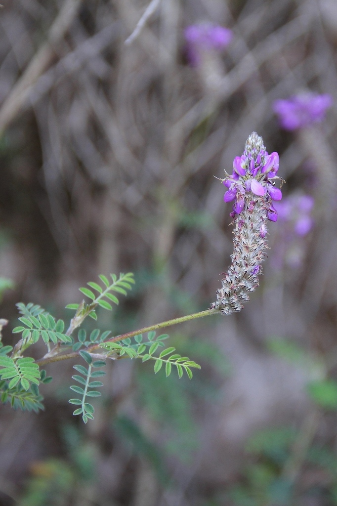 Dalea cylindrica