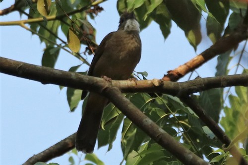 Ochraceous Bulbul (Alophoixus ochraceus), photo 9