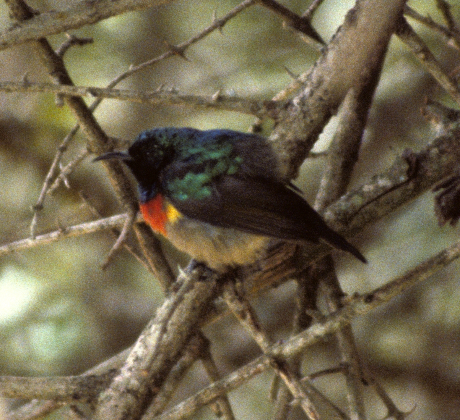 Eastern Double-collared Sunbird illustration