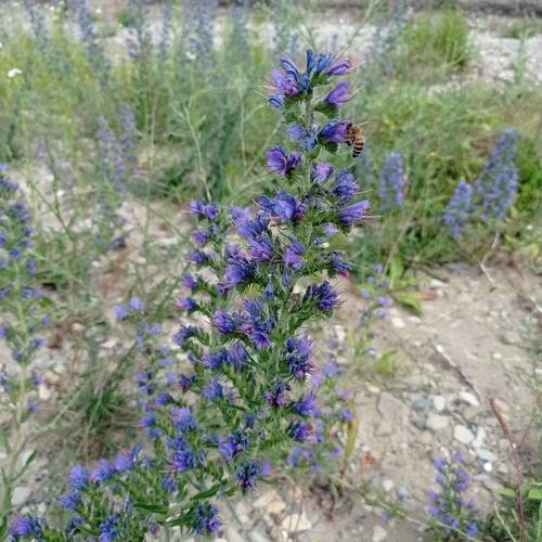 viper's-bugloss