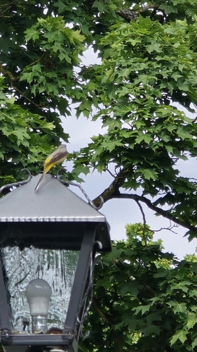 Grey Wagtail