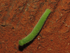 Pieris rapae