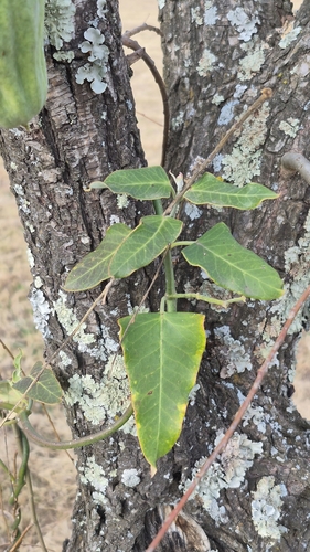 Moth Vine