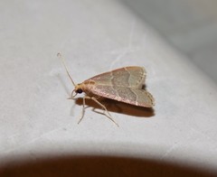 Arta epicoenalis