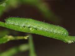 Pieris rapae