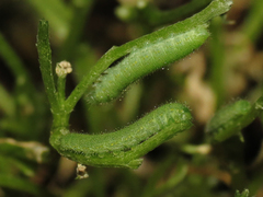 Pieris rapae