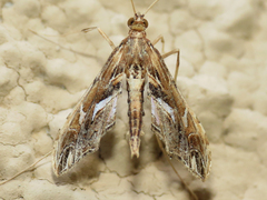 Lineodes elcodes