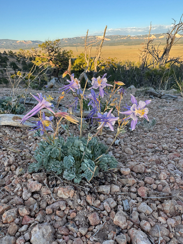 Aquilegia scopulorum, photograph 4
