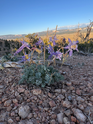 Aquilegia scopulorum, photograph 5