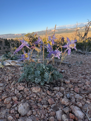 (c) Kenzie Anderson-Bell, some rights reserved (CC BY) Aquilegia scopulorum, photograph (c) Kenzie Anderson-Bell, some rights reserved (CC BY)