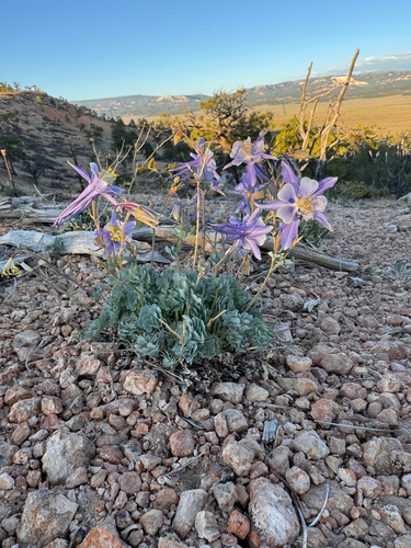 Aquilegia scopulorum, photograph 6