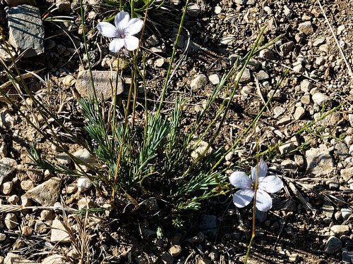 Linum tenuifolium, photograph 6
