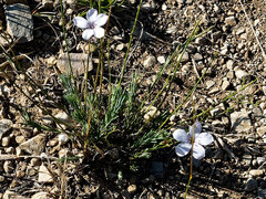 Linum tenuifolium, photograph (c) Philippe Hornus, some rights reserved (CC BY)