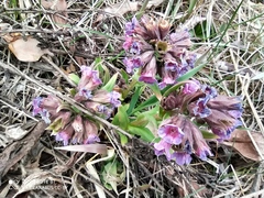 Pulmonaria angustifolia