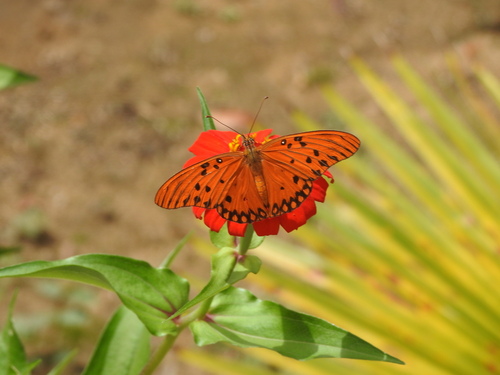 Gulf Fritillary