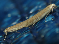 Coleophora klimeschiella