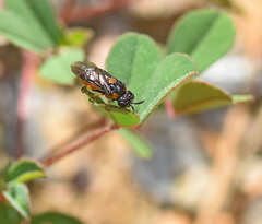 Aprosthema peletieri