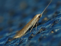 Coleophora klimeschiella